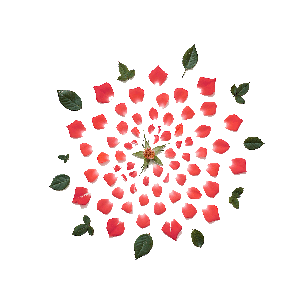 Qi_Wei_Rose_Exploded_02transp