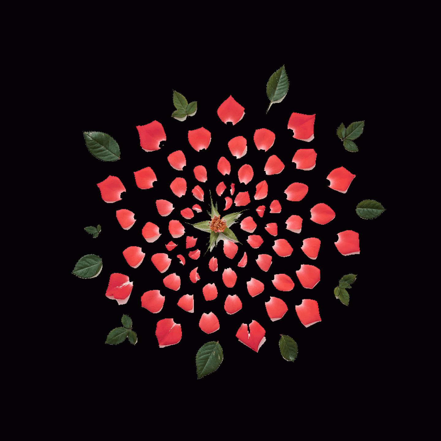 Qi_Wei_Rose_Exploded_02transp